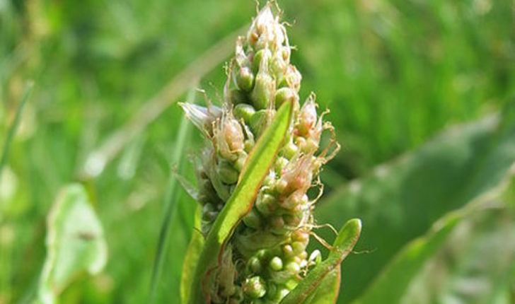 Rumex acetosa