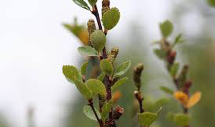 Betula pumila (L.1767)