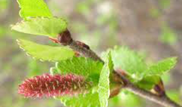 Betula pumila (L.1767)
