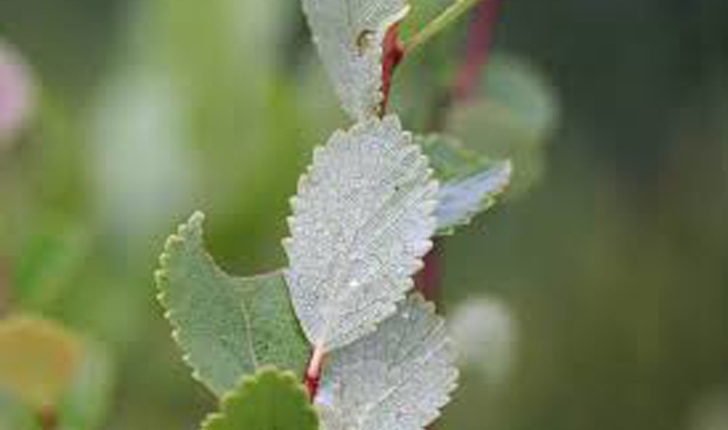 Betula pumila (L.1767)