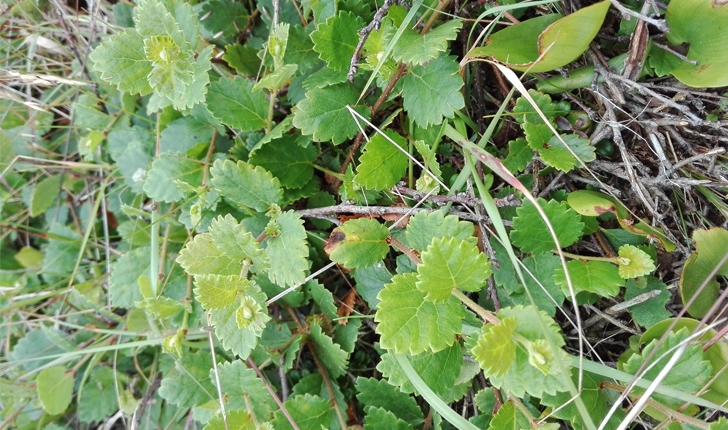Betula pumila (L.1767)