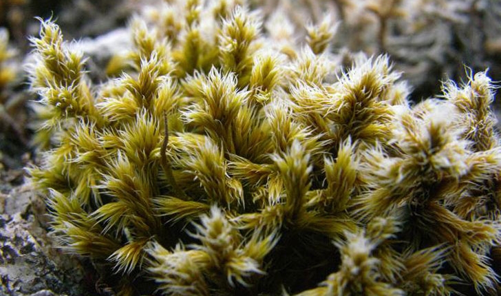 Racomitrium lanuginosum
