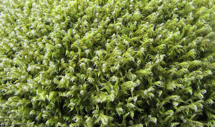 Racomitrium lanuginosum
