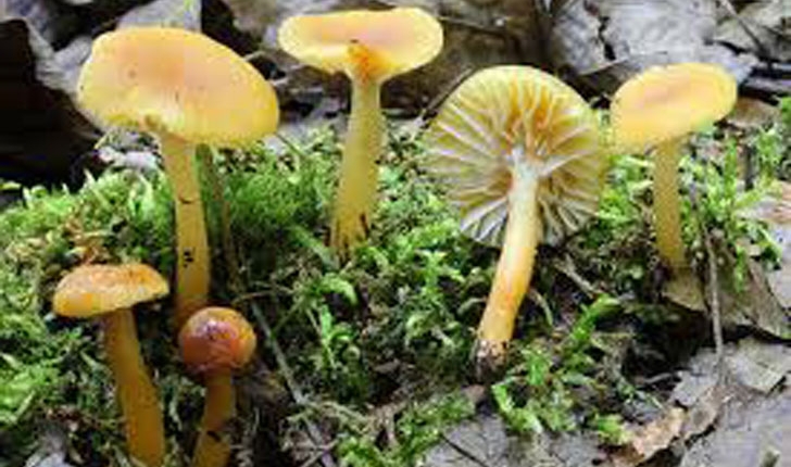 Gliophorus Laetus
