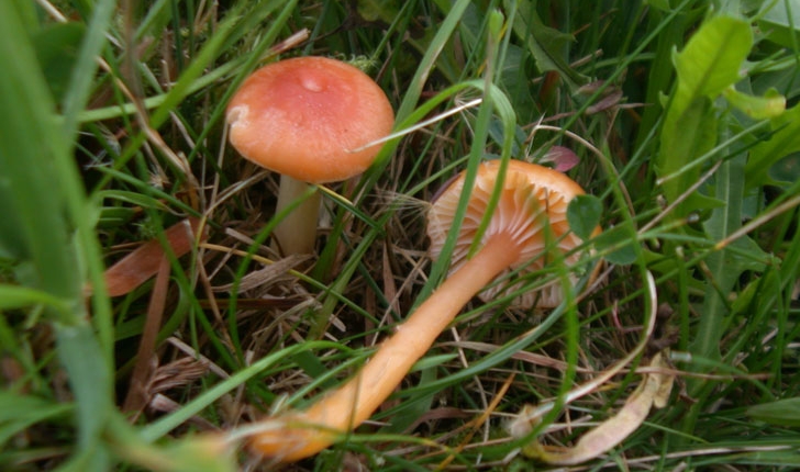 Gliophorus Laetus
