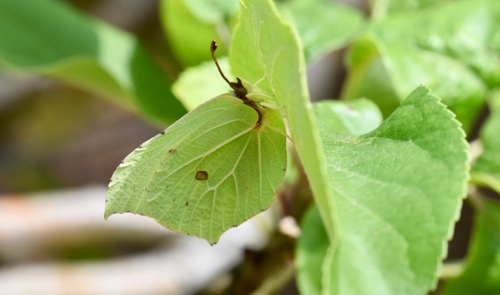 Gonepteryx rhamni
