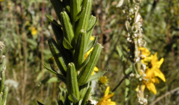 Oenothera biennis (L., 1753)