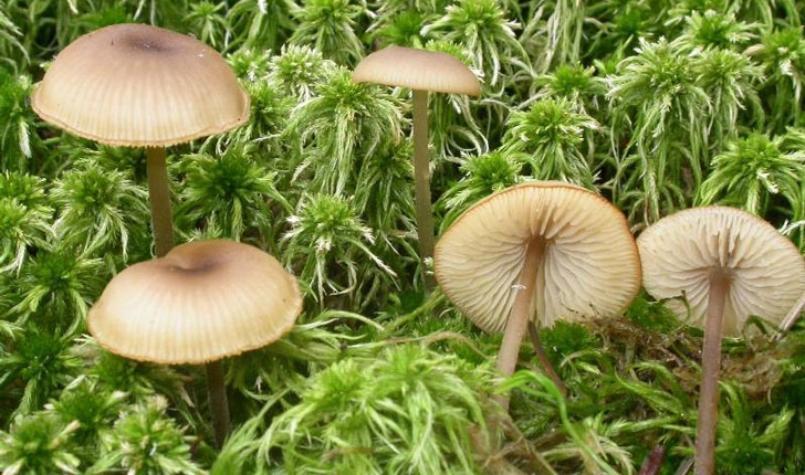 Tephrocybe palustris