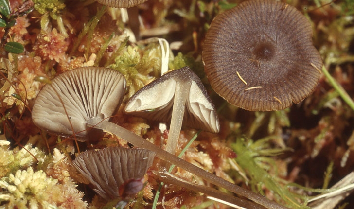 Tephrocybe palustris