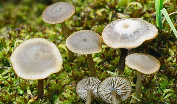 Tephrocybe palustris