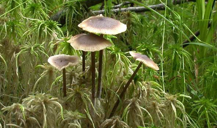 Tephrocybe palustris
