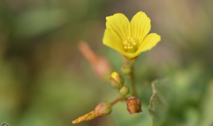 Hypericum elodes