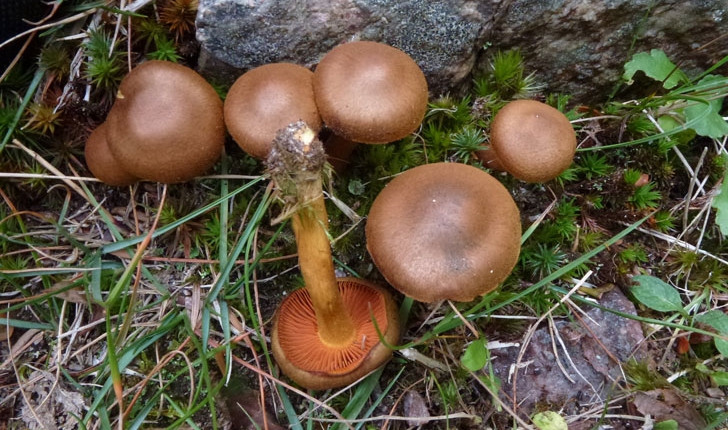 Cortinarius semisanguineus