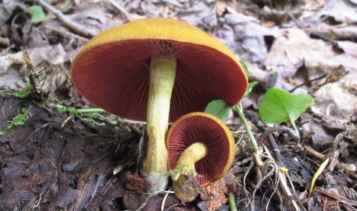 Cortinarius semisanguineus