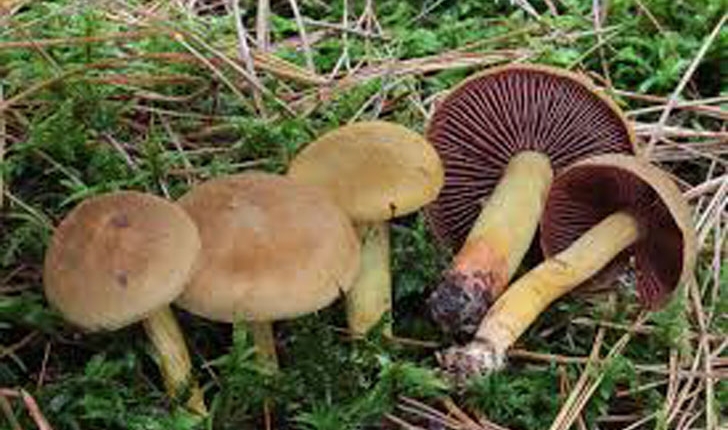 Cortinarius semisanguineus