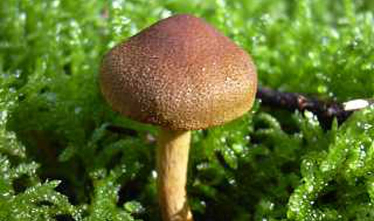 Cortinarius semisanguineus