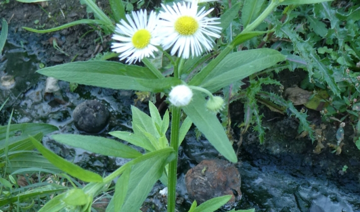 Erigeron annuus