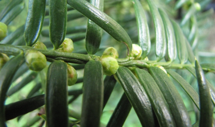 Torreya grandis