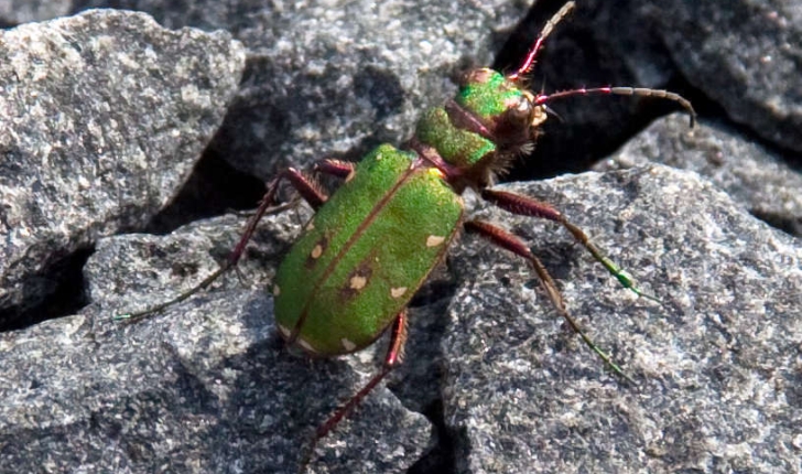 Cicindela campestris (Linnaeus, 1758)