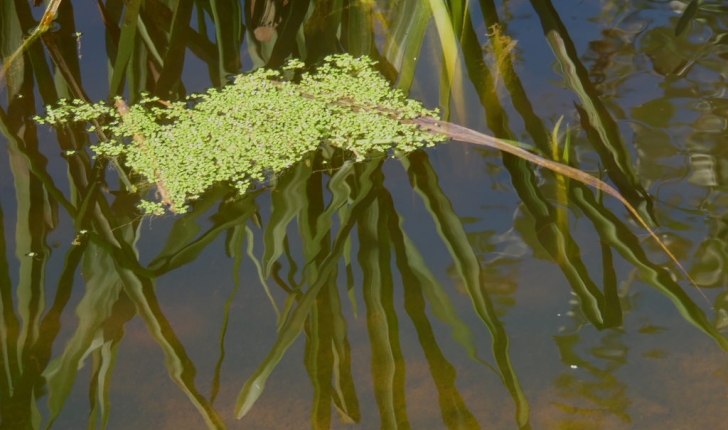 Lemna sp.