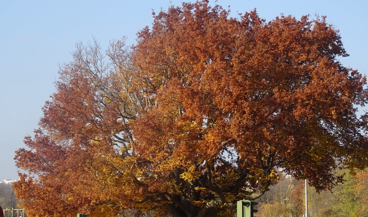 Ulmus pumila