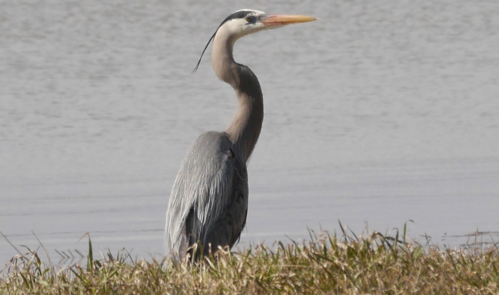 Ardea herodias, Linné 1758