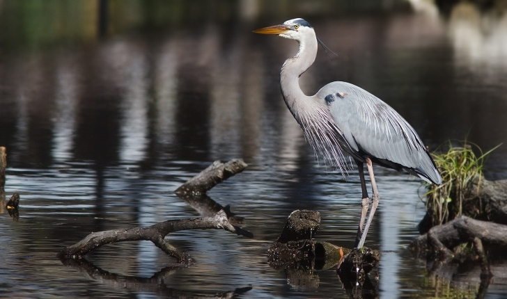 Ardea herodias, Linné 1758
