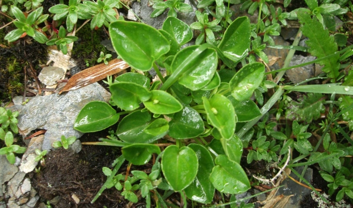 Parnassia palustris (L., 1753)