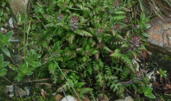 Pedicularis verticillata L., 1753