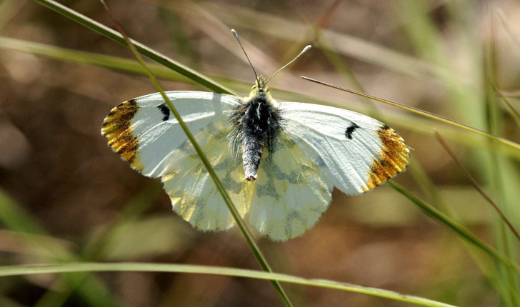 Anthocharis euphenoides (Staudinger, 1869)