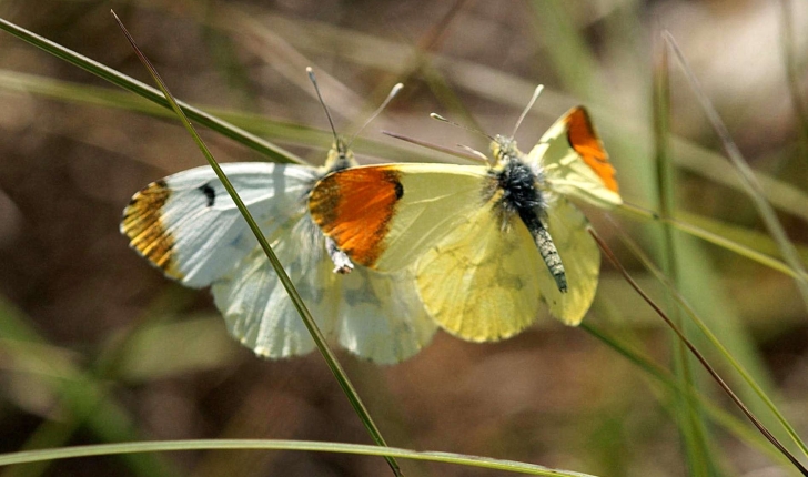 Anthocharis euphenoides (Staudinger, 1869)