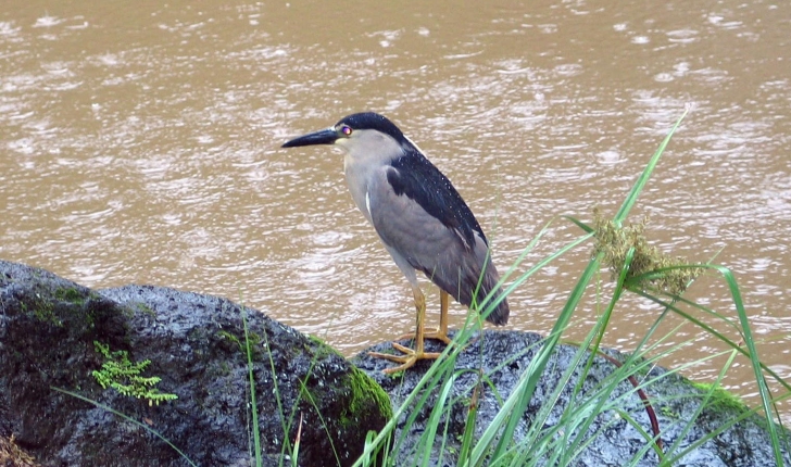 Nycticorax nycticorax (Linnaeus, 1758)
