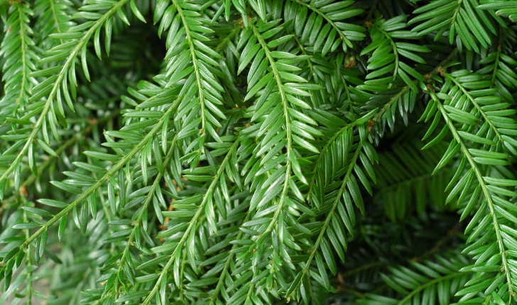 Taxus baccata L., 1753