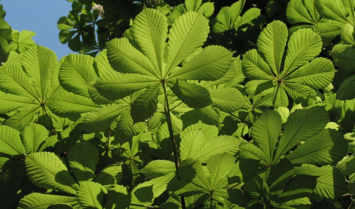 Aesculus hippocastanum (L., 1753)