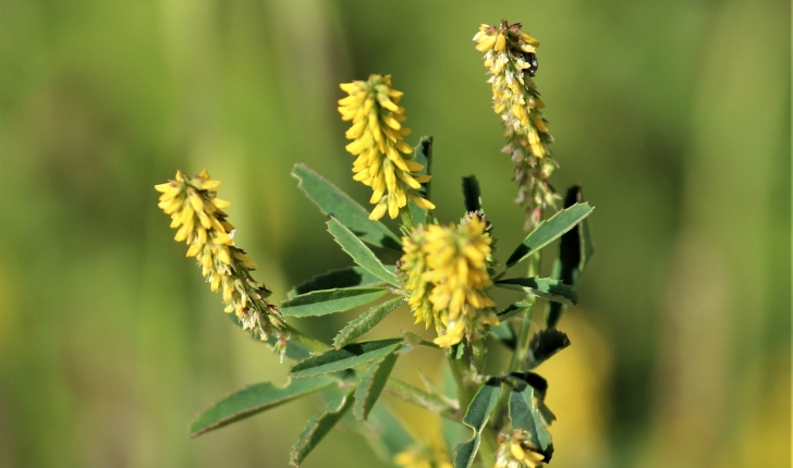 Melilotus indicus 