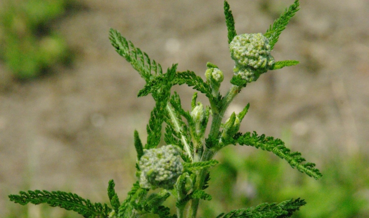 Achillea millefolium L.