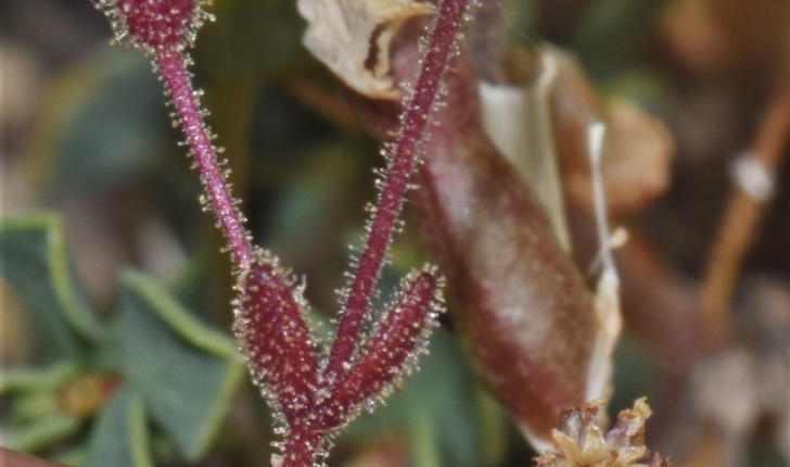 Silene sedoides Poir