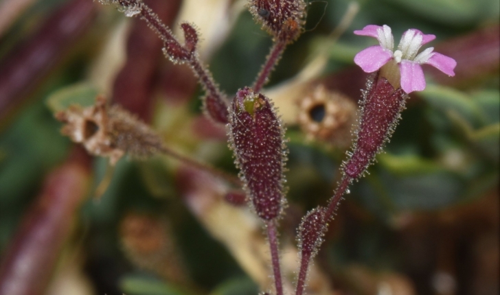 Silene sedoides Poir