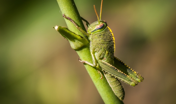 Anacridium aegyptium