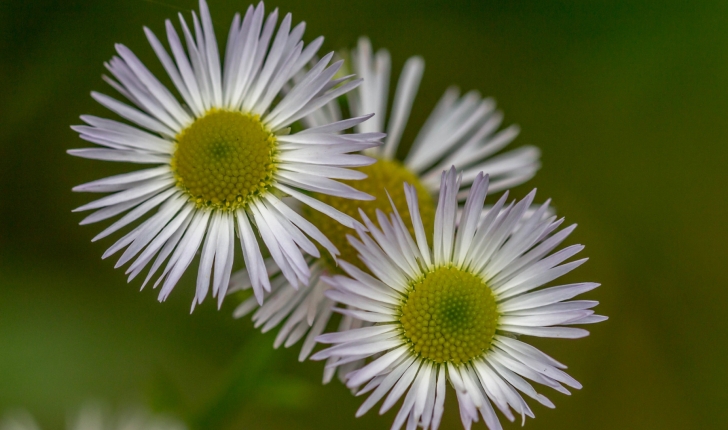 Erigeron annuus