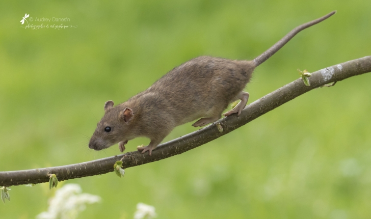 Rattus norvegicus