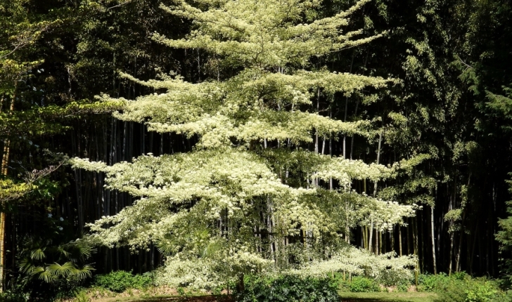 Cornus controversa