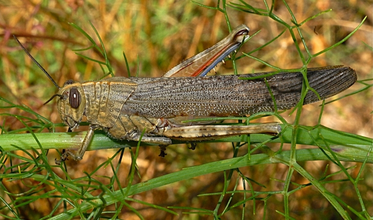 Anacridium aegyptium