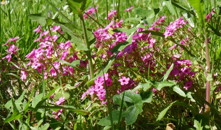 Oxalis articulata