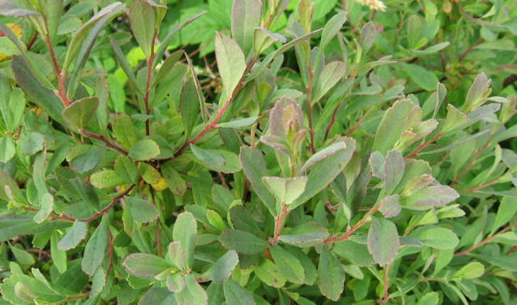 Myrica gale (L.1753)
