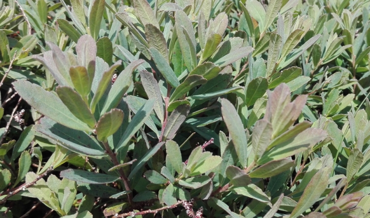Myrica gale (L.1753)