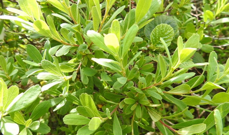 Myrica gale (L.1753)
