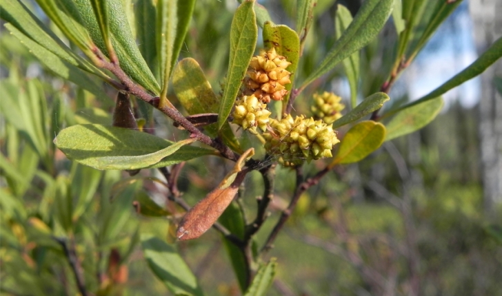 Myrica gale (L.1753)