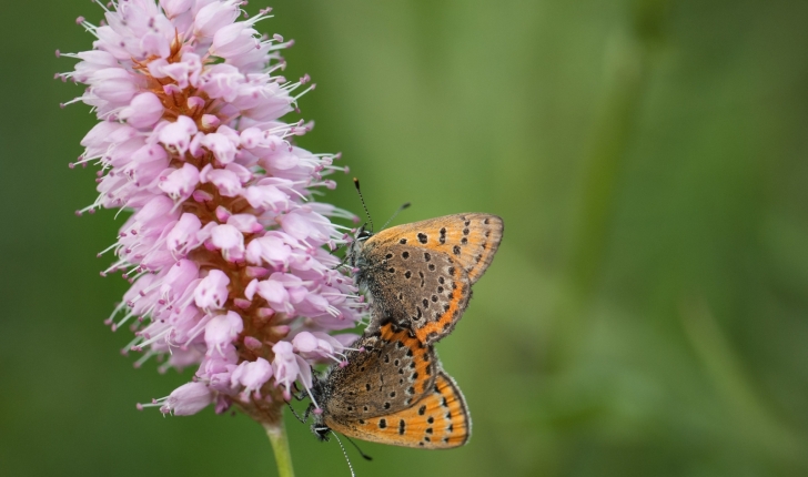 Lycaena helle (Denis & Schiffermüller, 1775)