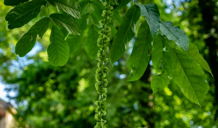 Pterocarya fraxinifolia 